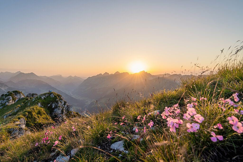 <p>Blumenwiese mit Bergkulisse wo die Sonne untergeht.</p>