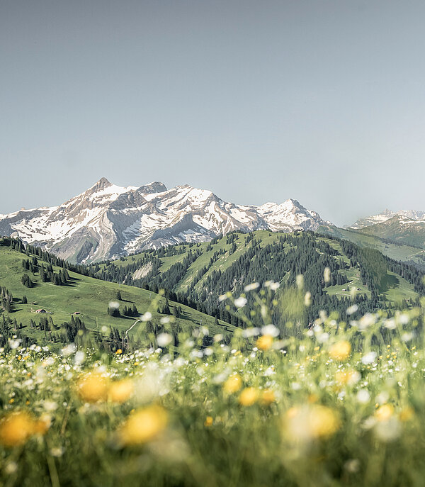 <p>Eine Blumenwiese mit Bergpanorama im Hintergrund.</p>