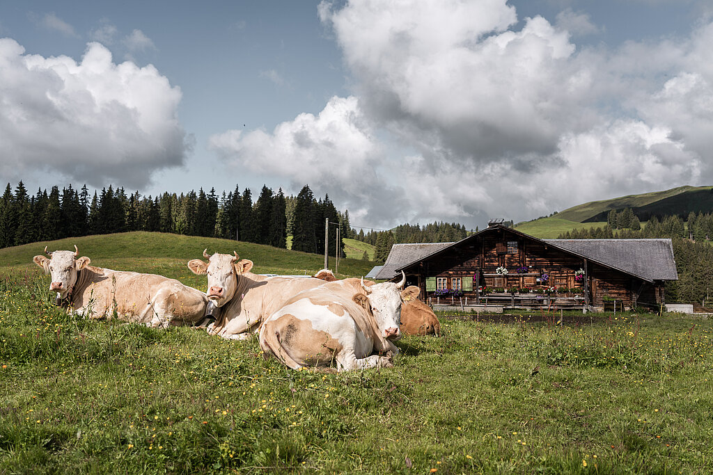 <p>Drei Kühe liegen nebeneinander auf einer grünen Wiese vor einer hölzernen Alphütte.</p>