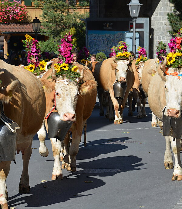 Mehrere Simmentaler-Kühe laufen durch die Gstaader Promenade. Sie sind alle mit einem hohen Blumenschmuck auf dem Kopf geschmückt - Gelbe Sonnenblumen und pinkige Gladiolen. Die Sonne schein.