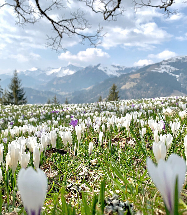 Eine Wiese voller Frühlings-Blumen vor einem Bergpanorama.