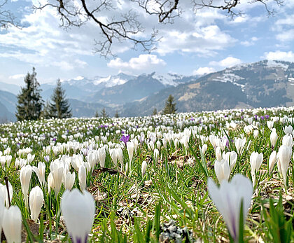 A meadow of spring flowers in front of a mountain panorama.
