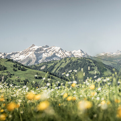 Eine Blumenwiese mit Bergpanorama im Hintergrund.