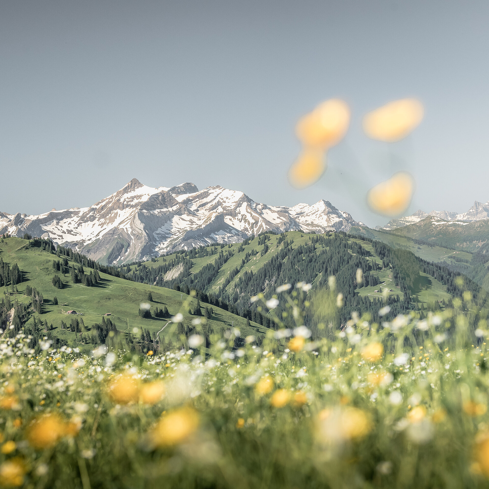 <p>Schönes Bergpanorama in der Skiwelt Gstaad mit einer bunten Blumenwiese im Vordergrund.</p>
