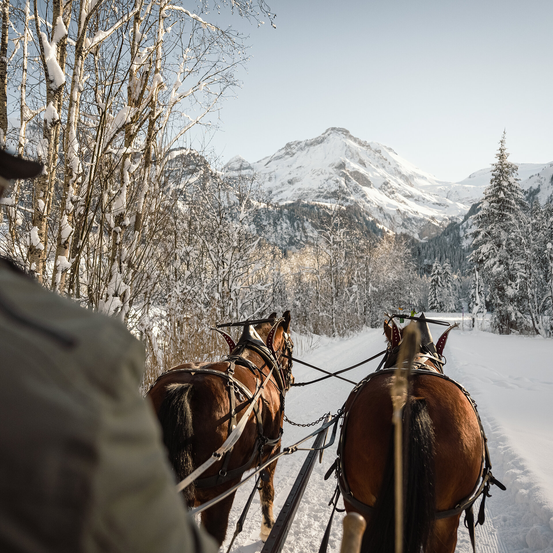 <p>Aus der Sicht des Kutschers, sieht man auf zwei Pferderücken, die einen Schlitten ziehen. Die Landschaft ist eingeschneit und zuhinterst sieht man einen felsigen Berg.</p>
