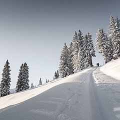  Ski touring path on the Rellerli, with snow-covered fir trees.