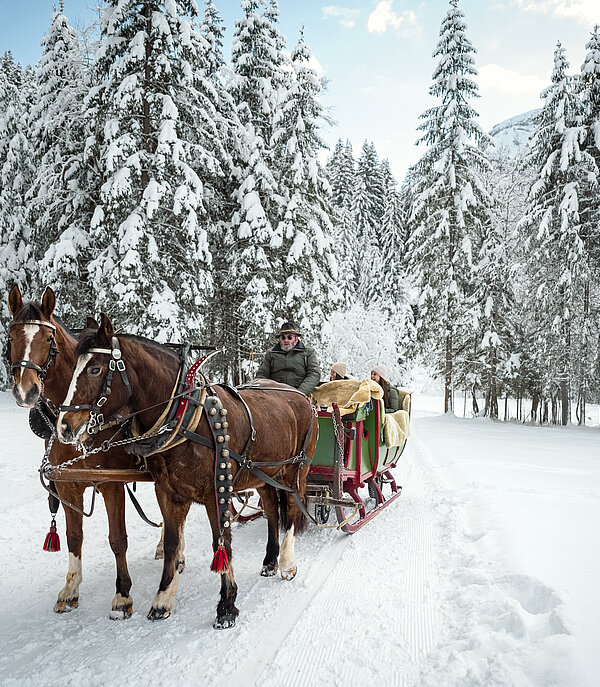Pferdeschlitten fährt auf verschneitem Weg durch dichten Winterwald, Pferde und Kutsche klar im Vordergrund.