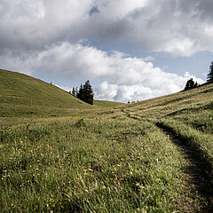 Green meadows as far as the eye can see with a small bike path. 