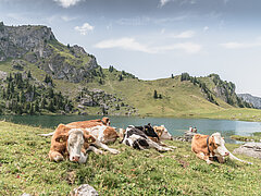 Cows lie in a meadow next to a mountain lake against a mountain backdrop.