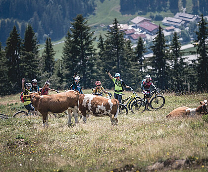  A group of mountain bikers standing next to cows on a mountain meadow.