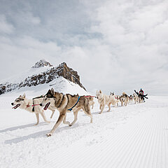 Un groupe de chiens tire un traîneau dans la neige.