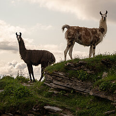 Zwei prominente Lamas auf einem Felsvorsprung.