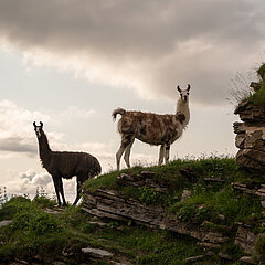 Zwei prominente Lamas auf einem Felsvorsprung.
