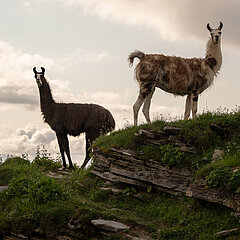 Zwei prominente Lamas auf einem Felsvorsprung.