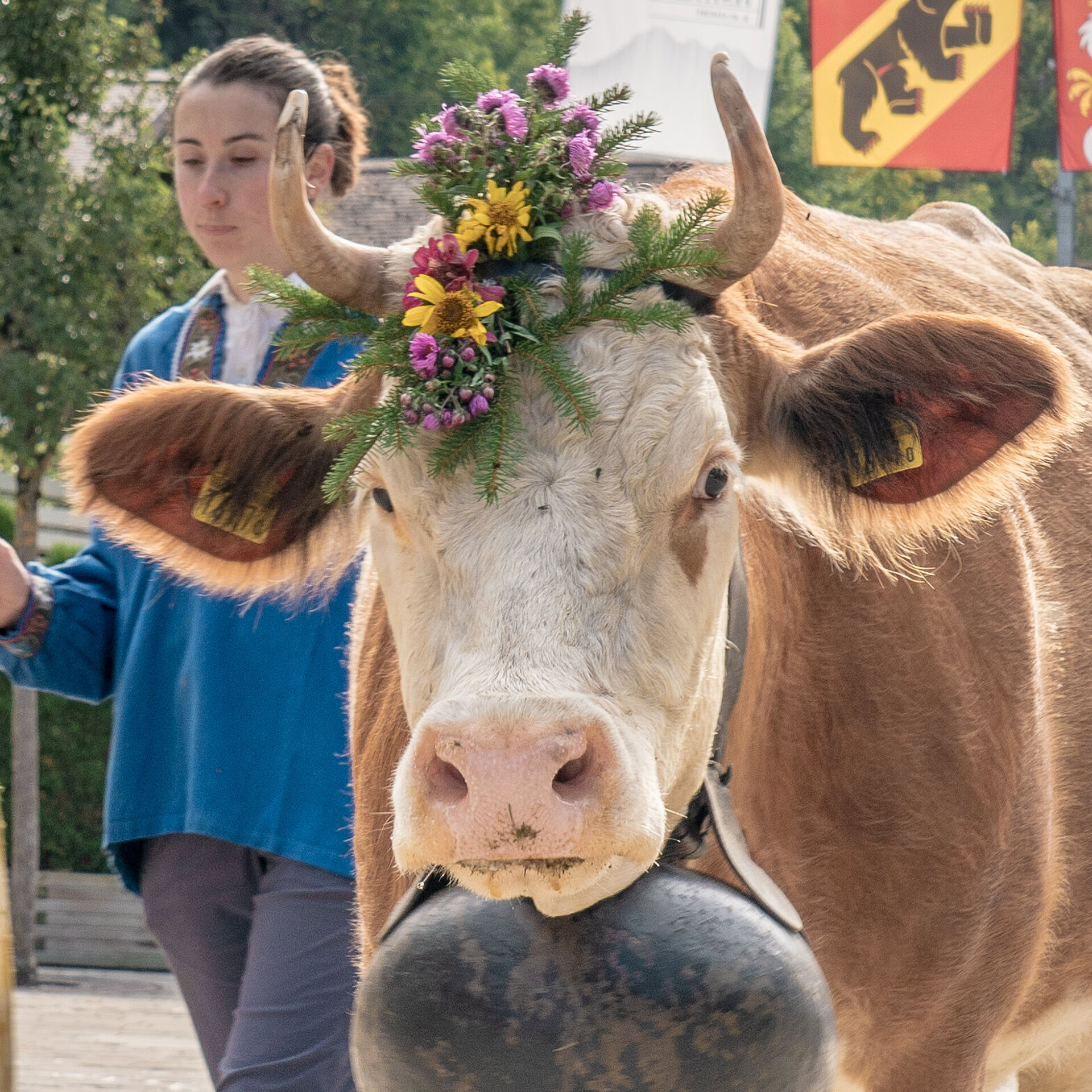 <p>Junge Frau führt eine Kuh durch die Promenade Gstaad (Züglete), neben ihr laufen Kühe. Im Hintergrund Menschen und Häuser von Gstaad.</p>