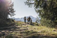 Vier Personen wandern auf einem Naturweg zwischen Tannenbäumen. Im Hintergrund erstreckt sich eine alpine Berglandschaft mit schneebedeckten Gipfeln.