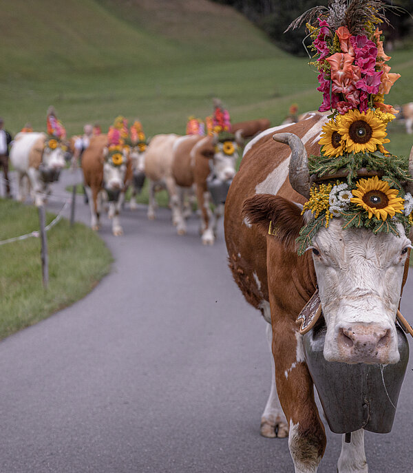 Vache de tête décorée avec cloche menant un troupeau lors de la désalpe sur une route de campagne dans la région Gstaad.