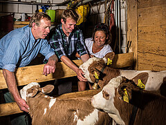 Three people are with three calves, stroking them. The calves are brown and white spotted.