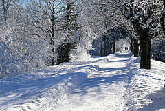 Snow-covered winter hiking trail with a groomed path lined by frosty trees and illuminated by clear winter light.