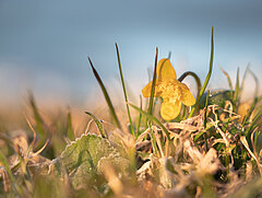 Eine Nahaufnahme von einer kleinen gelben Blume.