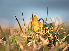 Close-up of a small yellow flower.