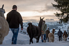 Menschen führen Lamas durch verschneite Landschaft bei Sonnenaufgang, mit Bergen und Bäumen im Hintergrund.