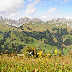 Paysage de montagne et prairie fleurie au premier plan.