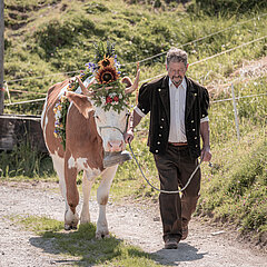 Un paysan en costume traditionnel conduit par la main sa vache Simmental décorée de fleurs pour la désalpe.