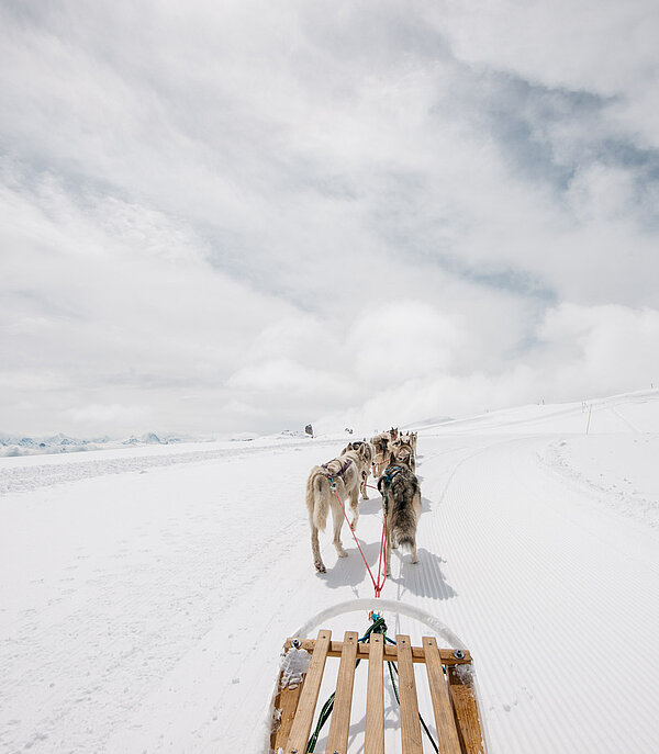 Hundeschlittenfahrt auf dem Glacier 3000.