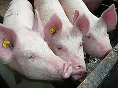 Drei Schweine stehen im Stall.