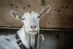 A white Saanen goat without horns looks friendly into the camera.