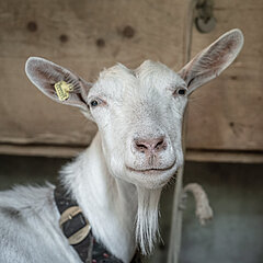 A white Saanen goat without horns looks friendly into the camera.