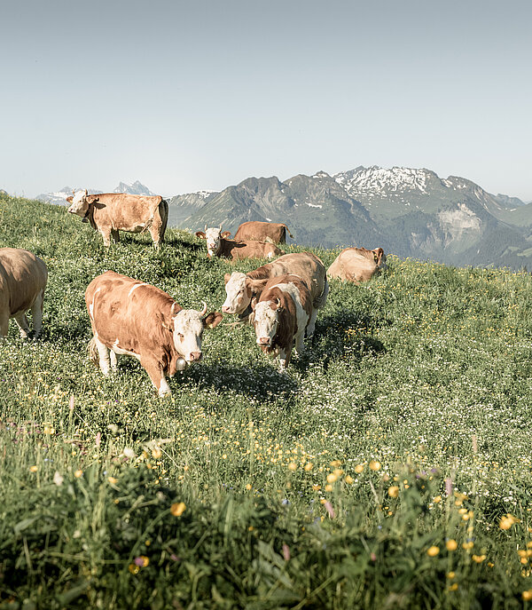 Cows grazing in a mountain pasture in summer.