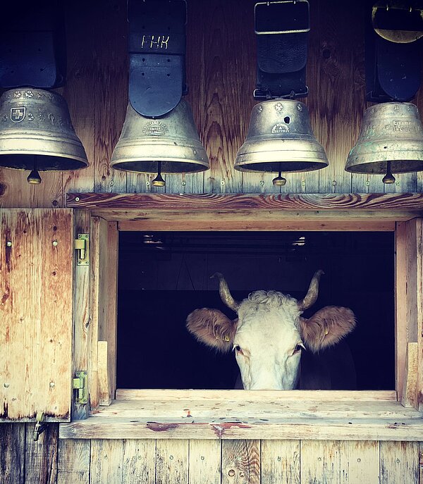 A cow looks out of the window of the stable. Four bells hang above it.