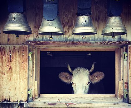 Eine Kuh schaut aus dem Fenster des Stalles. Darüber hängen vier Glocken.