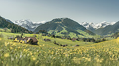 Gelbe Blumenwiese mit noch verschneiten Bergpanorama im Hintergrund