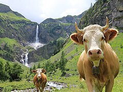 Kühe stehen auf einer grünen Wiese in einem Bergtal, im Hintergrund ein Wasserfall zwischen steilen Felswänden.