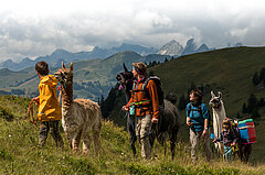 Gruppe wandert mit mehreren Lamas über eine grüne Alpweide, umgeben von Bergen im Hintergrund.